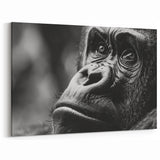 Gorilla Wall Art – Black and White Close-Up | Nature Canvas Prints