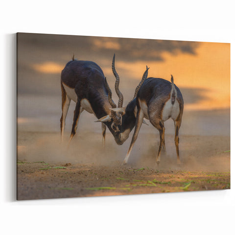 Blackbuck Antelope Fight Wall Art – Dynamic Wildlife Photography Print