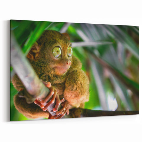 Philippines Wall Art - Tropical Tarsier Southeast Asian Island Paradise Canvas