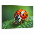 Ladybug Close-Up - Vibrant Nature & Animal Wall Art for Home Deco