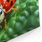 Ladybug Close-Up - Vibrant Nature & Animal Wall Art for Home Deco