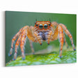 Detailed Spider Close-Up - Nature Inspired Animal Wall Art Collection