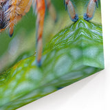 Detailed Spider Close-Up - Nature Inspired Animal Wall Art Collection