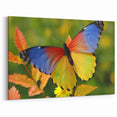 Multicolored Butterfly Close-Up - Vibrant Animal Wall Art Collection
