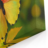 Multicolored Butterfly Close-Up - Vibrant Animal Wall Art Collection