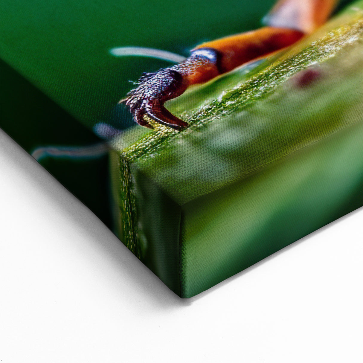 Colorful Insect Close-Up - Stunning Animal Wall Art for Nature Lovers