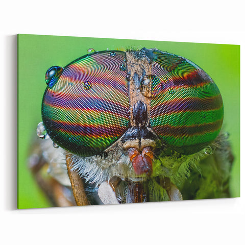 Macro Insect Eyes Close-Up - Vivid Animal Wall Art for Nature Lovers