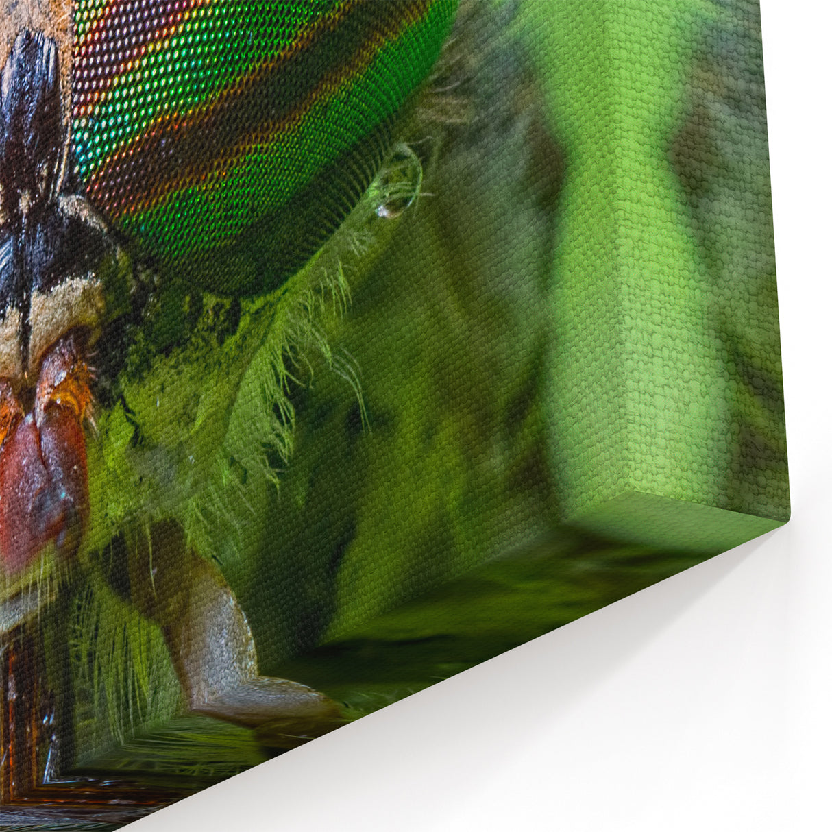 Macro Insect Eyes Close-Up - Vivid Animal Wall Art for Nature Lovers