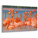 Vibrant Flamingos in Yucatan Lagoon - Mexico Yucatan Wall Art Print
