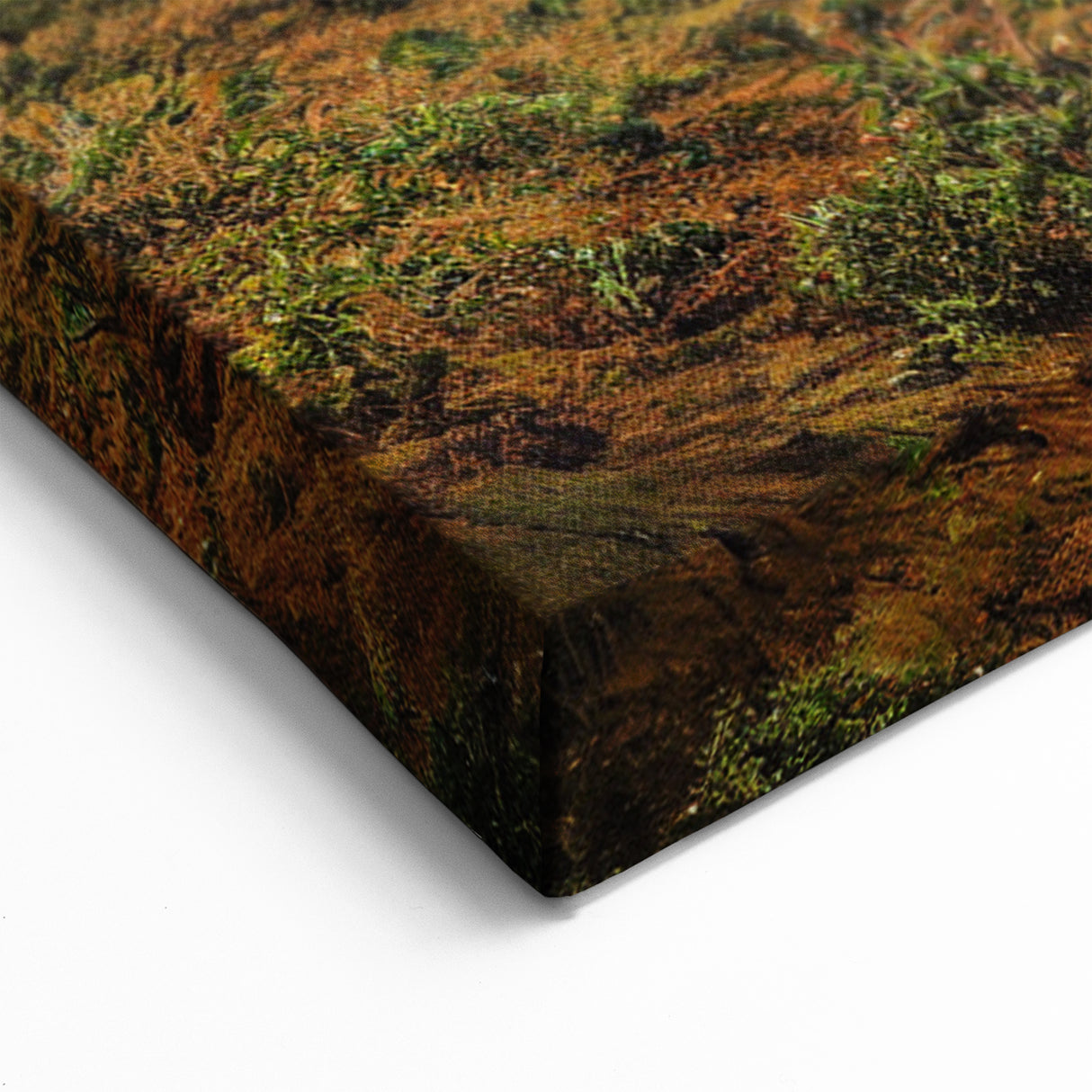 Scenic Albania Art - Olive Grove Photography Canvas Decor