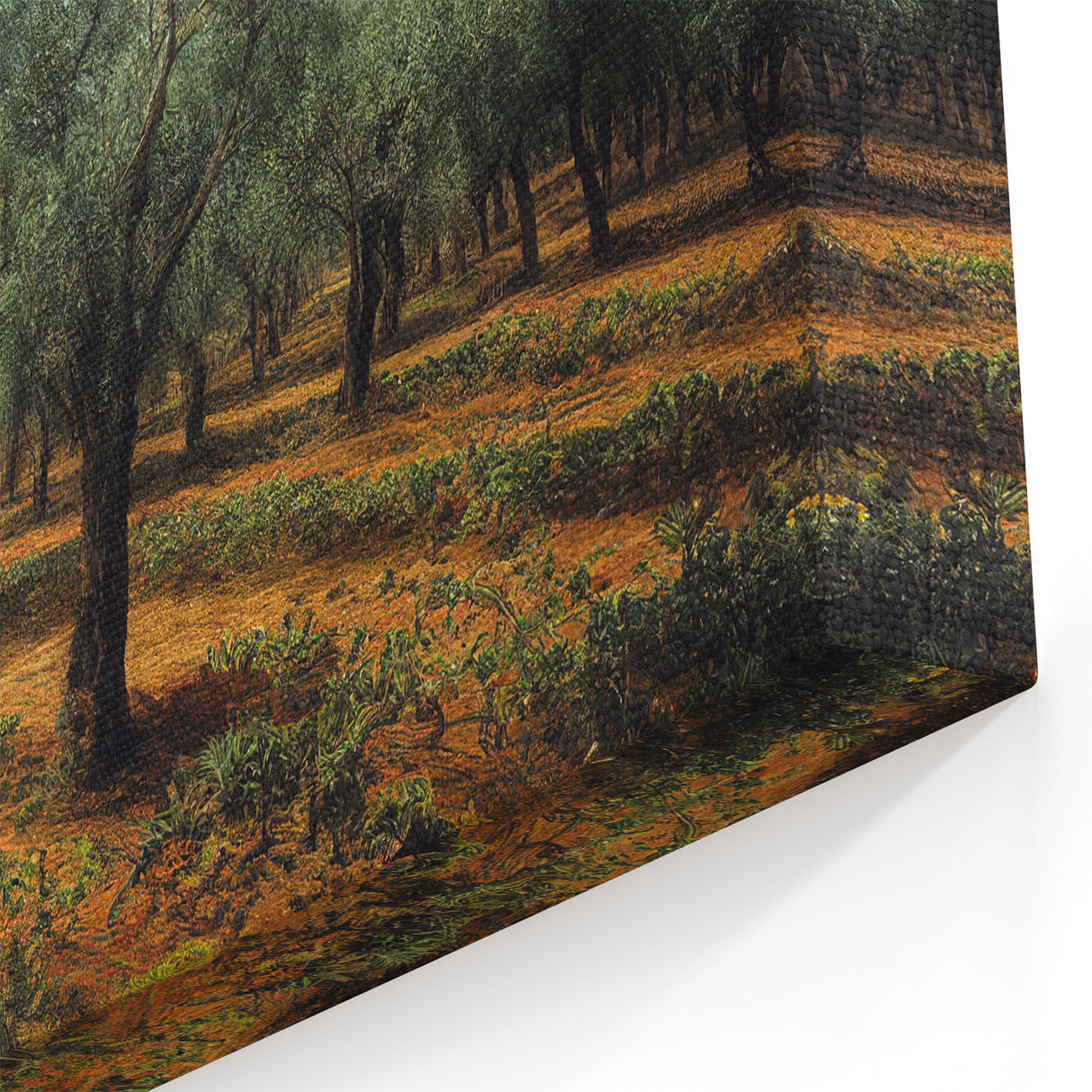Scenic Albania Art - Olive Grove Photography Canvas Decor