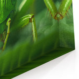 Green Insect Macro Photography – Nature Close-Up Animal Canvas Prints
