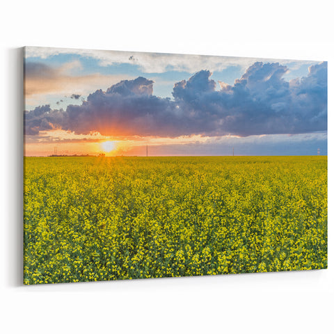 Sunset Over Canola Fields – Scenic Saskatchewan Landscape Wall Art