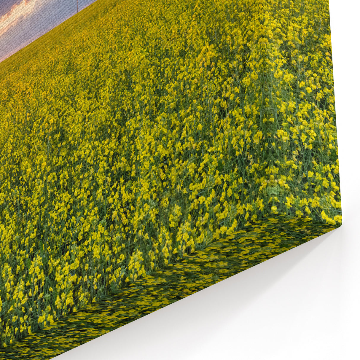 Sunset Over Canola Fields – Scenic Saskatchewan Landscape Wall Art