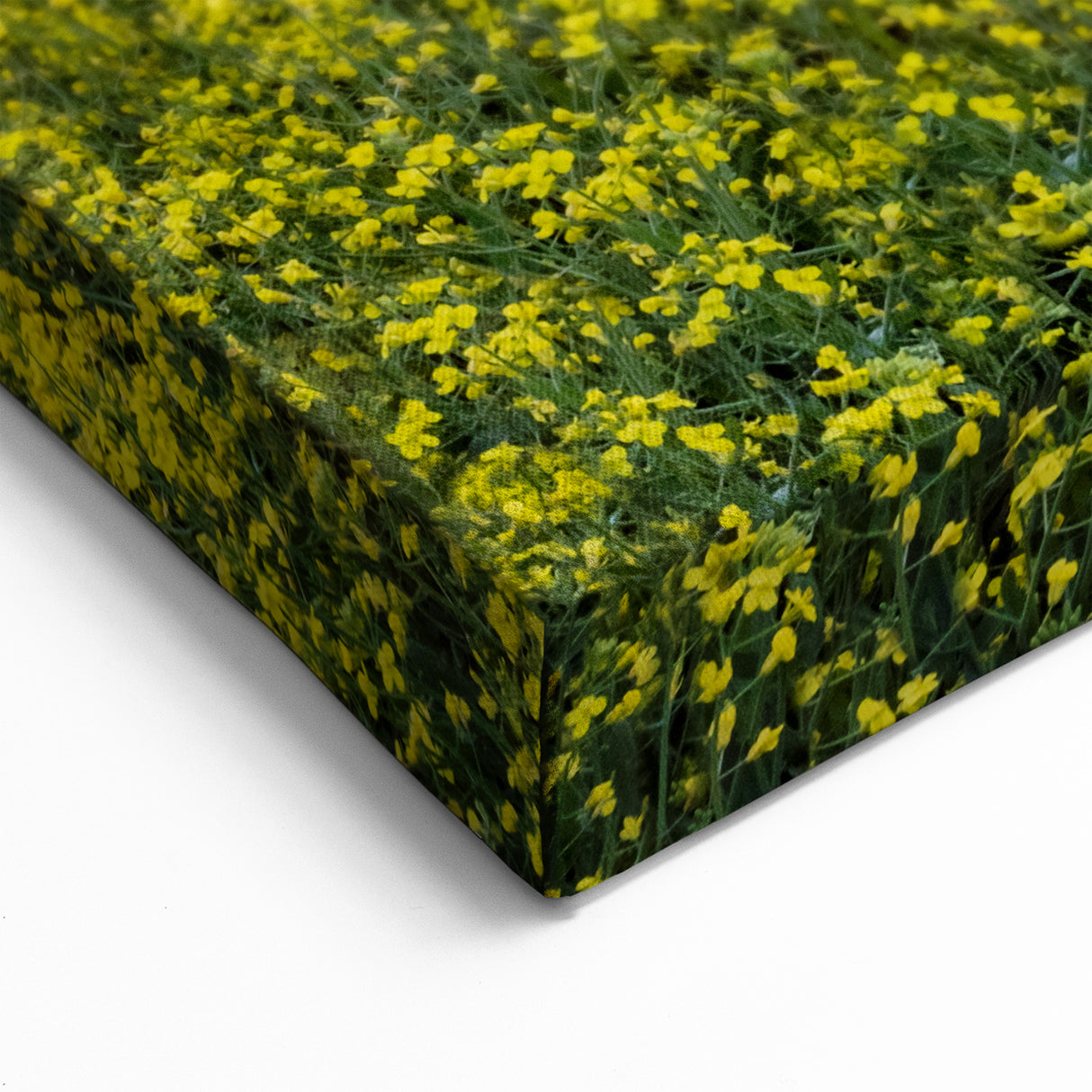 Sunset Over Canola Fields – Scenic Saskatchewan Landscape Wall Art