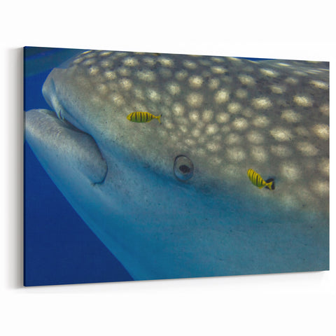 Sri Lanka Photography Prints - Whale Shark Underwater Close-Up Canvas