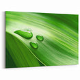 Vibrant Dew-Covered Green Leaf Wall Art: Botanical Canvas Prints