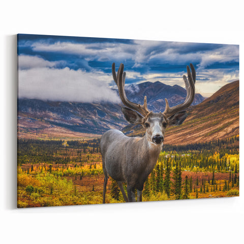 Yukon Highlands - Majestic Moose Portrait Canvas