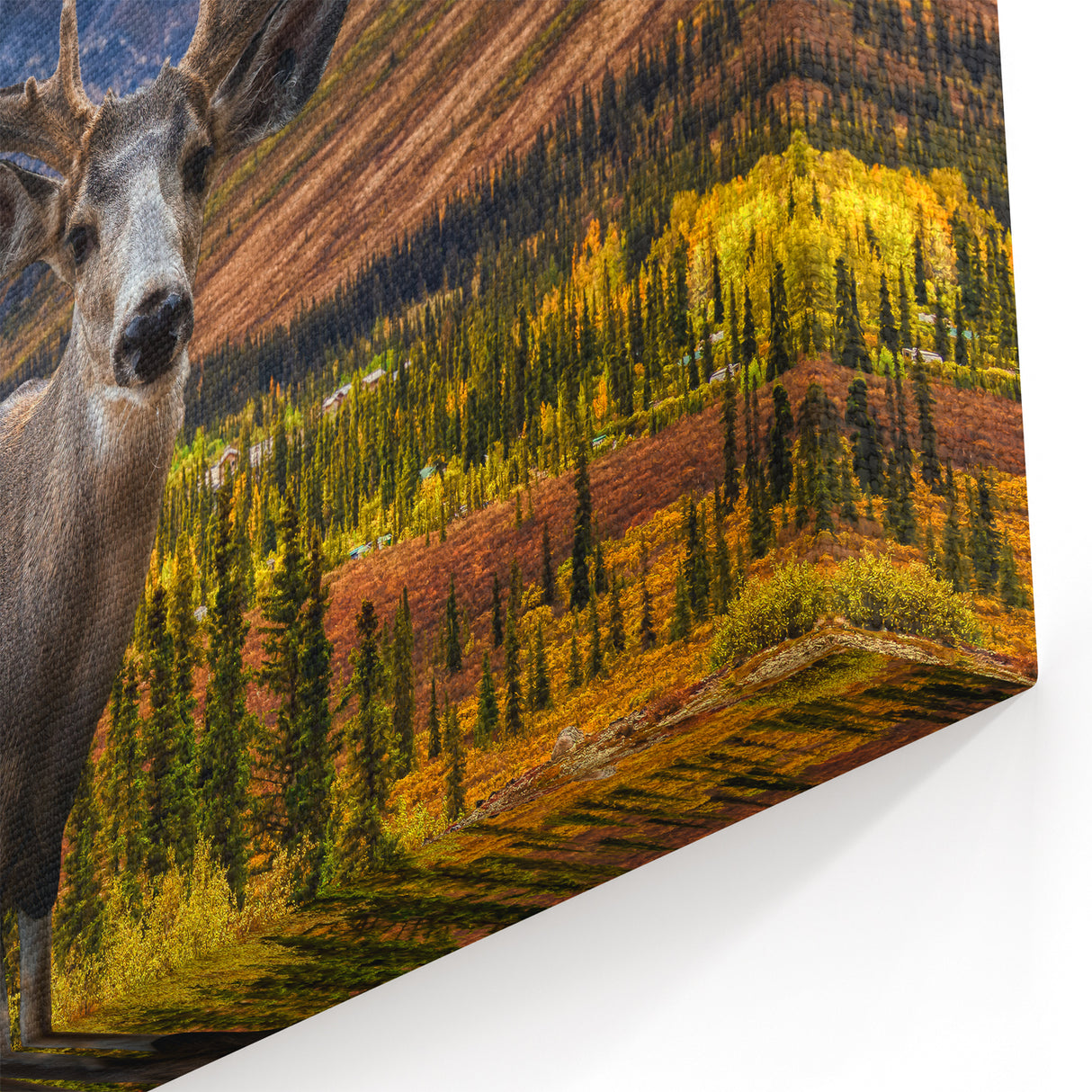 Yukon Highlands - Majestic Moose Portrait Canvas