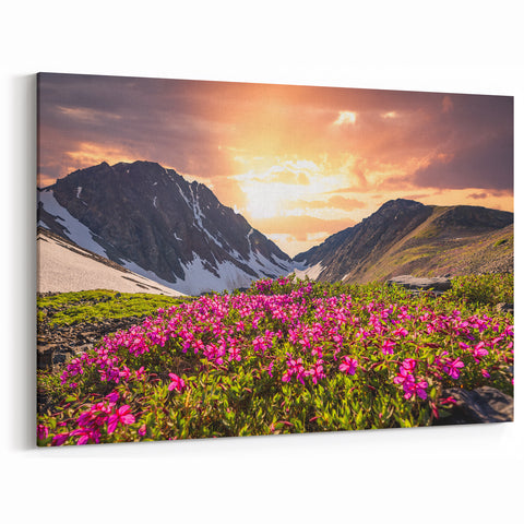 Sunset Bloom - Yukon Mountain Wildflowers Canvas