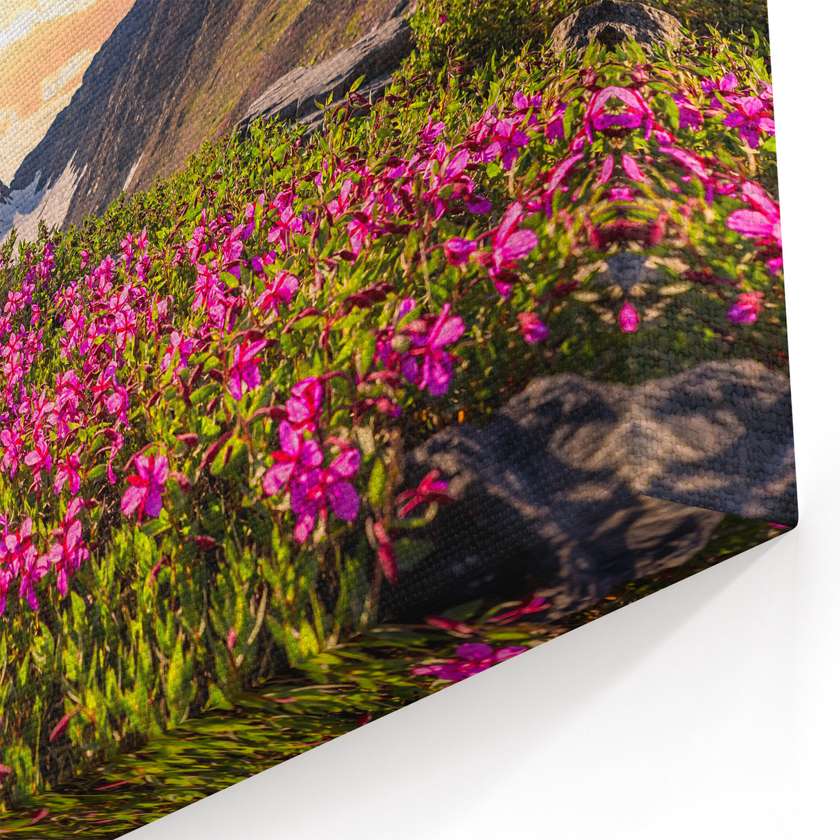 Sunset Bloom - Yukon Mountain Wildflowers Canvas