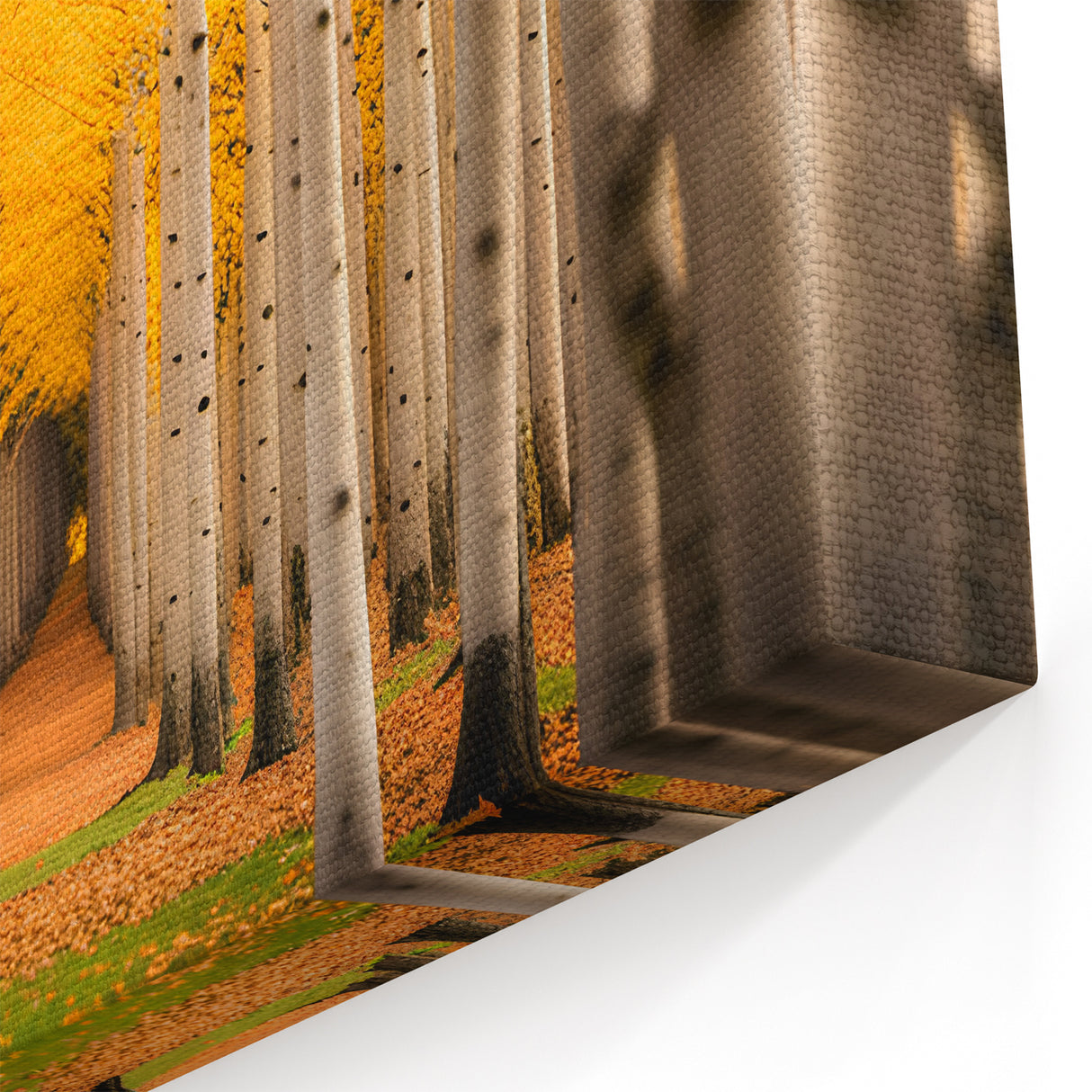 Autumn Whisper - Aspen Forest Pathway Canvas
