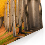 Autumn Whisper - Aspen Forest Pathway Canvas