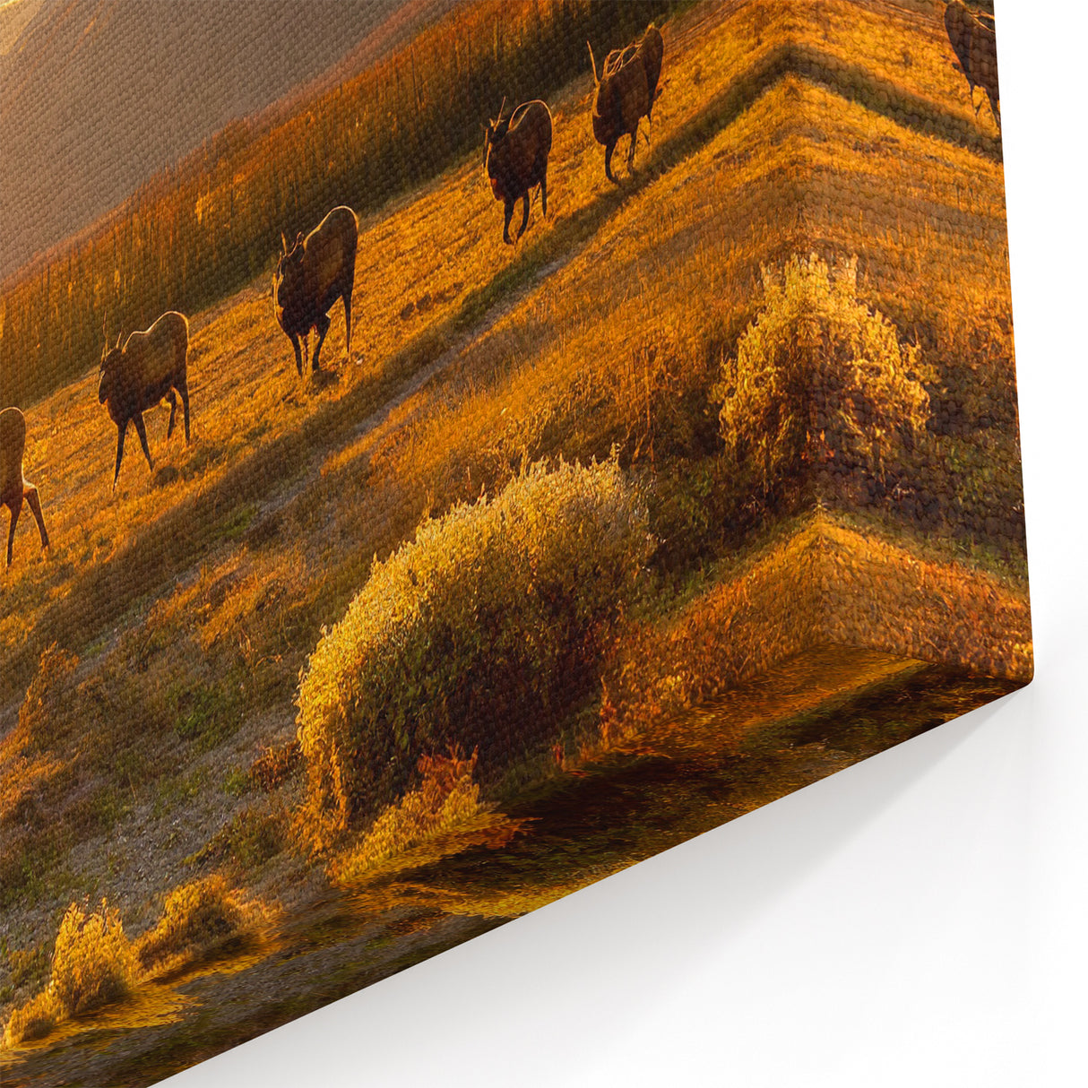 Sunset Sojourn - Caribou in Yukon Wilderness Canvas