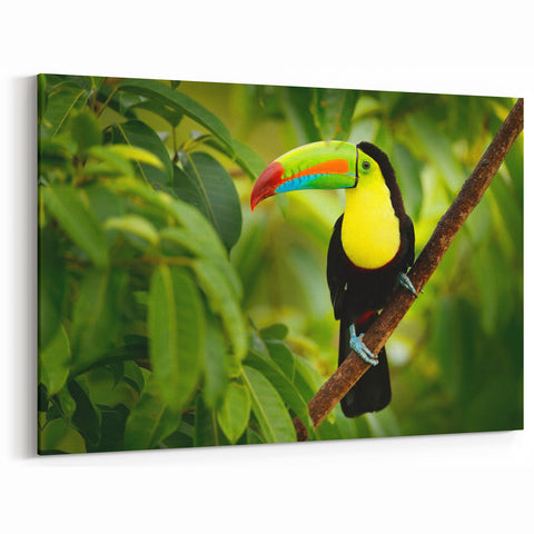 Belize Nature Prints - Colorful Toucan Canvas
