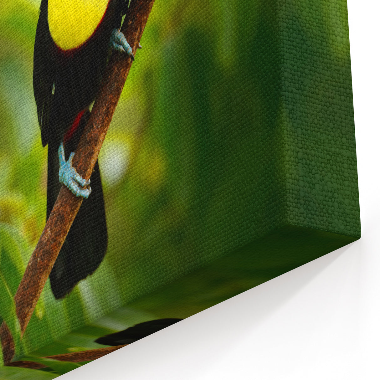 Belize Nature Prints - Colorful Toucan Canvas