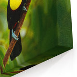 Belize Nature Prints - Colorful Toucan Canvas