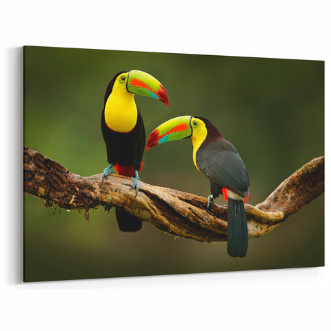 Belize Landscape Canvas - Toucan Duo Artwork