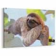 Costa Rica Sloth in Nature Canvas - Peaceful Wildlife Art