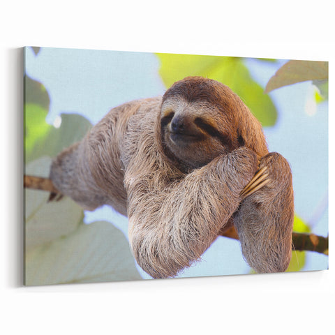Costa Rica Sloth in Nature Canvas - Peaceful Wildlife Art