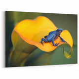 Costa Rican Blue Frog on Yellow Flower Canvas - Exotic Wildlife Art