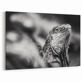 Costa Rican Iguana Portrait Canvas - Monochrome Wildlife Art
