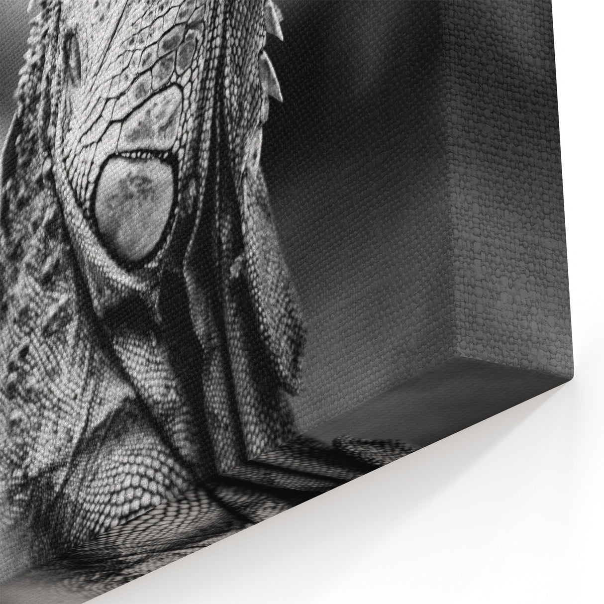 Costa Rican Iguana Portrait Canvas - Monochrome Wildlife Art