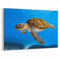 Cyprus Wall Art - Coastal Cyprus Landscapes Sea Turtle Photography