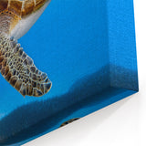 Cyprus Wall Art - Coastal Cyprus Landscapes Sea Turtle Photography