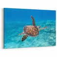 Cyprus Photography Art - Coastal Cyprus Landscapes Sea Turtle Dive