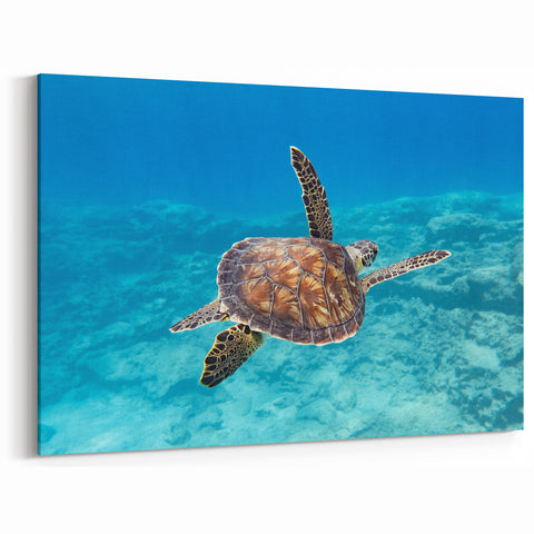 Cyprus Photography Art - Coastal Cyprus Landscapes Sea Turtle Dive