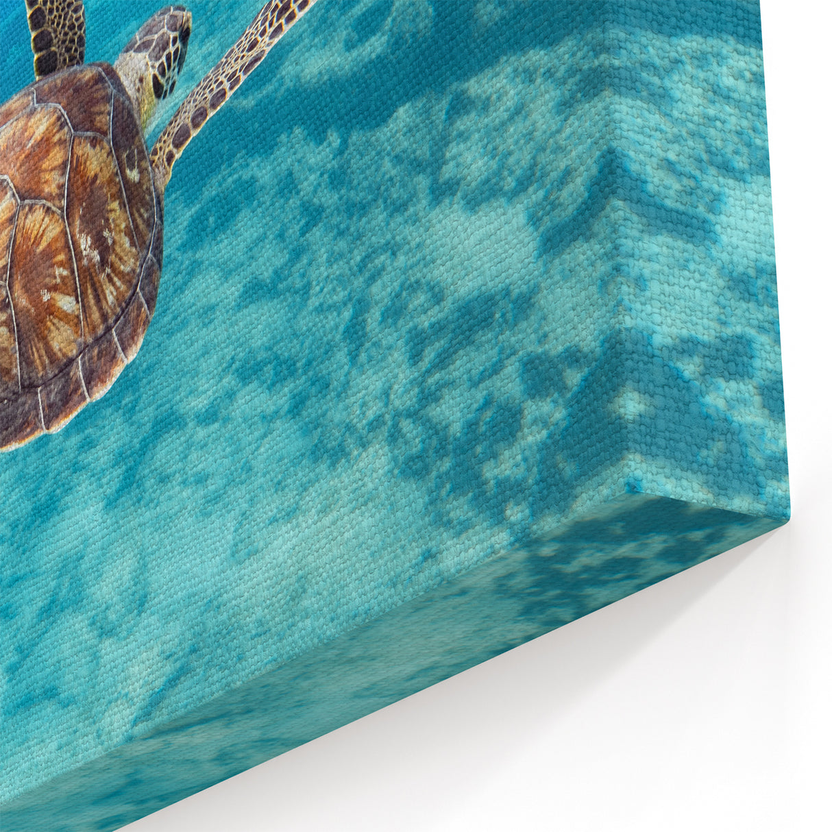 Cyprus Photography Art - Coastal Cyprus Landscapes Sea Turtle Dive