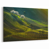 Scenic Czech Landscapes - Rolling Hills and Vineyards at Sunrise