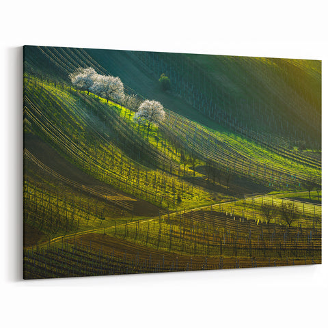 Scenic Czech Landscapes - Rolling Hills and Vineyards at Sunrise