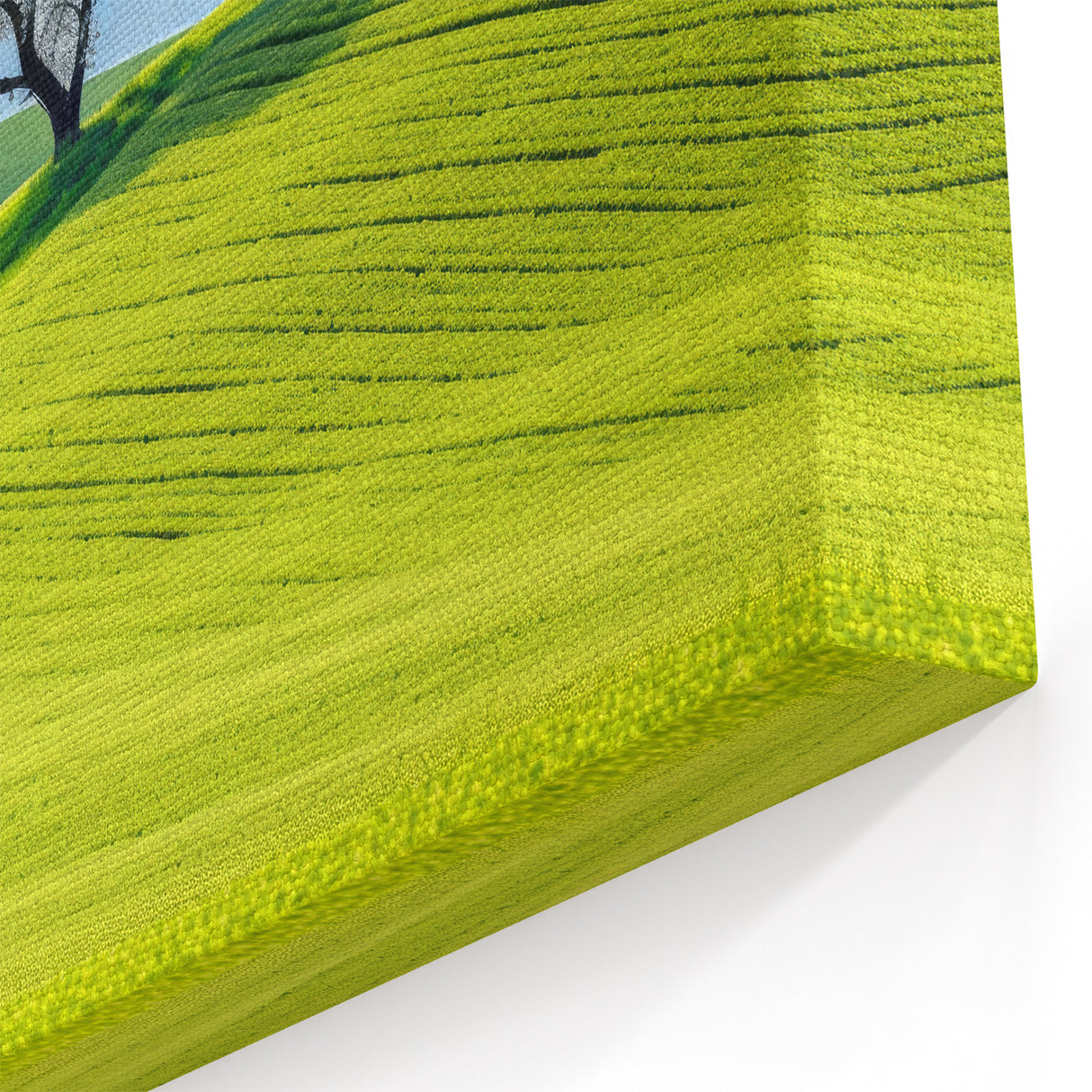 Scenic Czech Landscapes - Solitary Tree on Rolling Green Hills