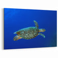 Saint Lucia Wall Art - Caribbean Island Sea Turtle Photography Decor