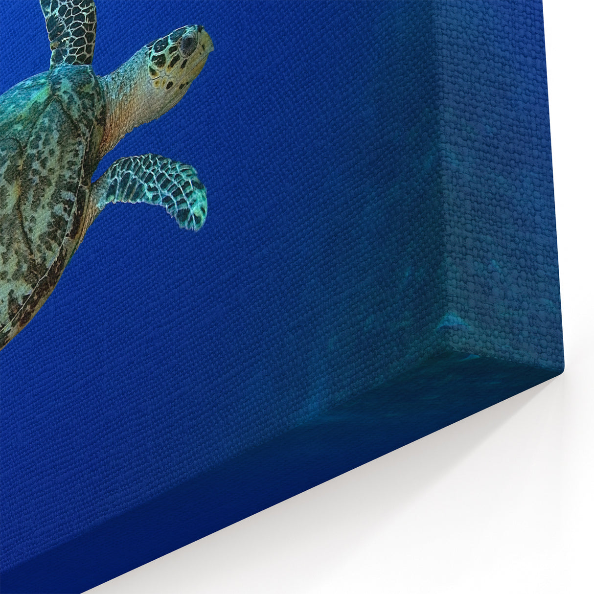 Saint Lucia Wall Art - Caribbean Island Sea Turtle Photography Decor