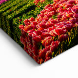 Argentine Nature Photography - Tulips and Snow-Capped Peaks