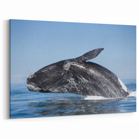 Argentine Nature Photography - Breaching Whale Spectacle