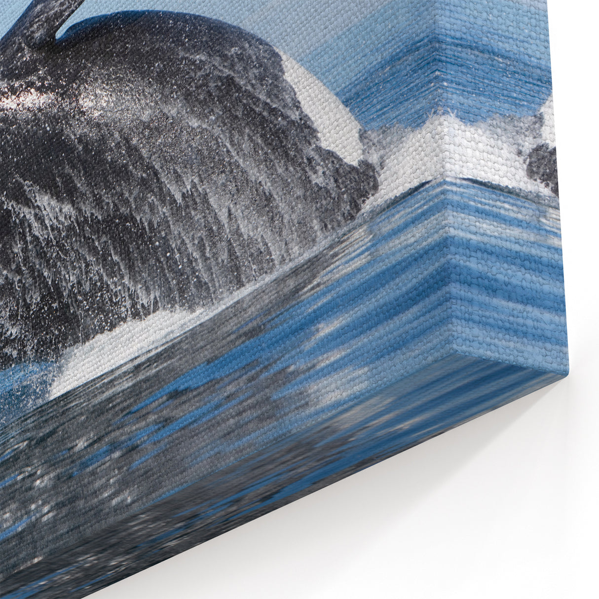 Argentine Nature Photography - Breaching Whale Spectacle